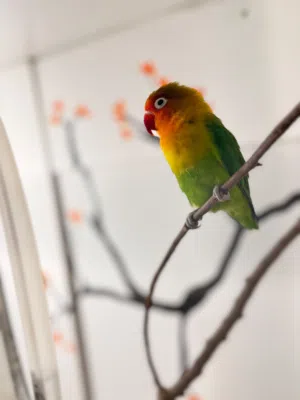 African fischeri love birds