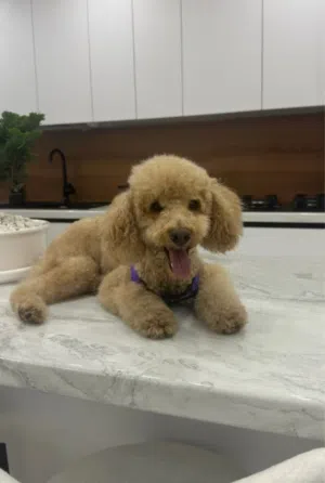 Toy Poodle – Vaccinated & House Trained