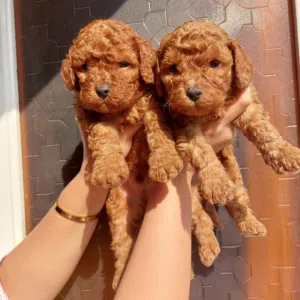 Toy poodle