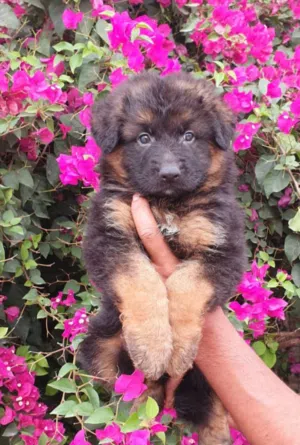 Male and female German sheprd puppies long hair top level