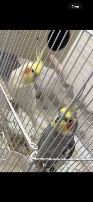 زوج كوكتيل صحة ممتازة بيعة سريعة