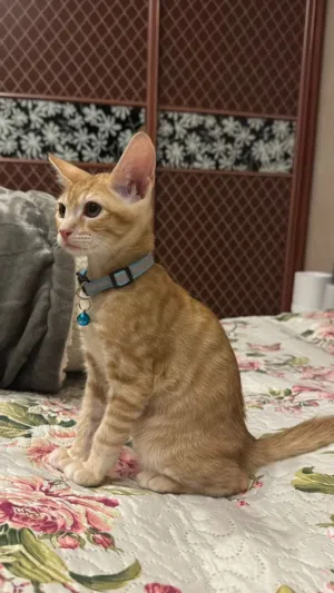 قط بلدي ذكر صغير للتبني الاسم ليو