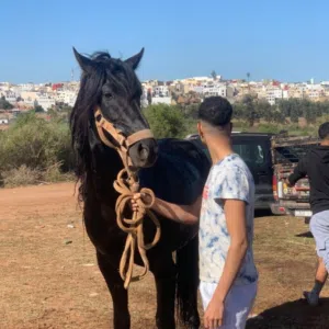 mohamed الغريسي