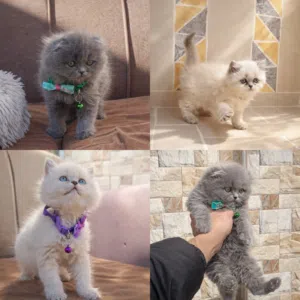 تبارك الرحمان شوفولي المستوى سكوتش لونق هير توب نضافه بسعر مناسب جدا جدا الله يبارك لصاحب النصيب.