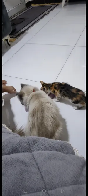 ‏أخرى‏1