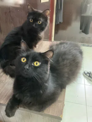 Cat 12 (month) erbil