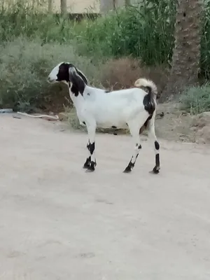 ‏ماعز‏4
