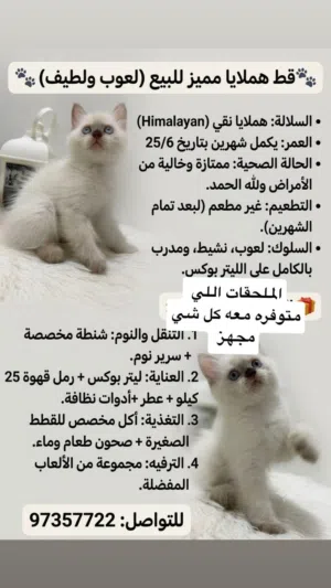 قط هملايا قريب يكمل 3 اشهر