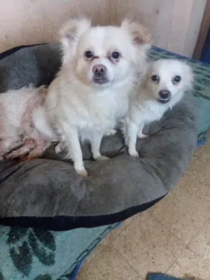 كلاب جريفون للبيع مطعمه سن عام