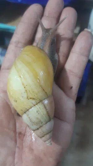 حلزون افريقي للبشره