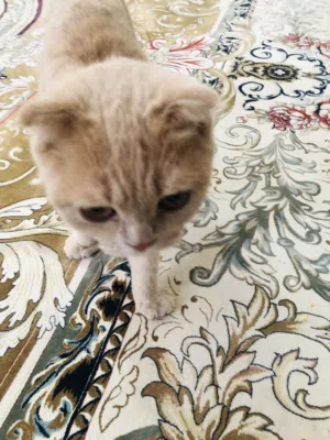 قطة سكوتش فولد