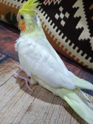 فرخ كوكتيل للبيع زق بعده