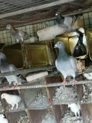 حمام زاجل ازرق السلالة الاصلية للبيع