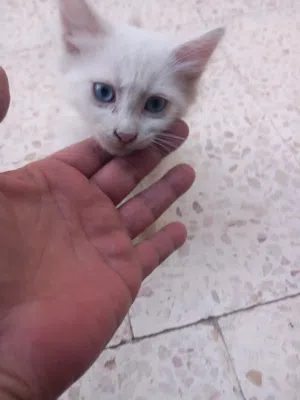FREE cats white blue eyes