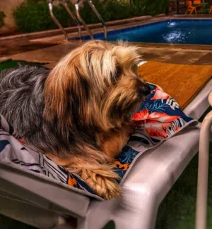 كلب عدد 2 dog