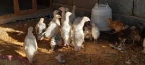 انتاج ديك رومي حضان طبيعي