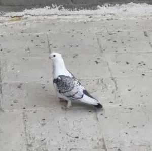 حمام زوج ارافل باسود مخاليف بالثالثه ونثيه ستلايت و طيره نثيه بخاريه لوت