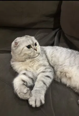 Scottish fold
