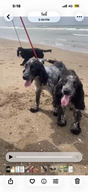 Dogs for sale