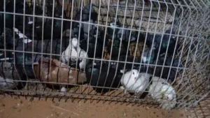 حمام عربي للبيع جمله