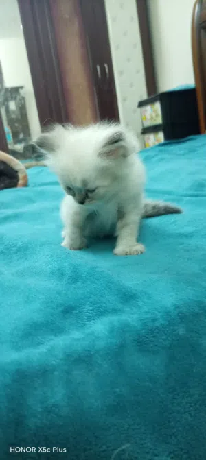 Kitten, cute, smart, 50 fix