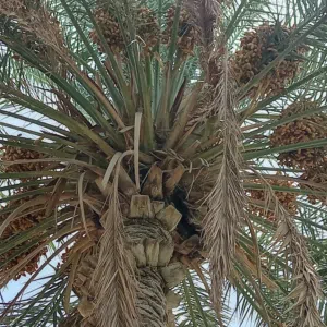 نخيل نغال للطناء في عملا عدد 8 الواحدة 10 ريال