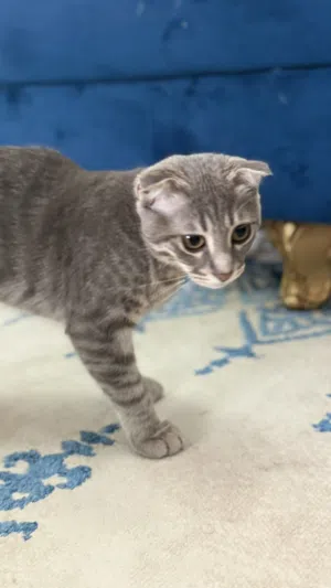 قط سكوتش فولد