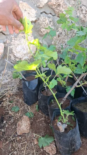 شتل عنب بلدي