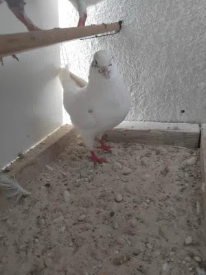 Modena pigeon (white modena)