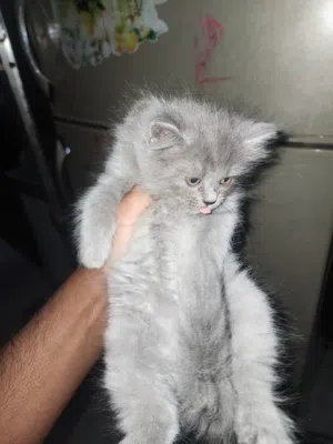persian kitten for sale