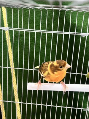 متاح جوز كناري التفاصيل بل وصف