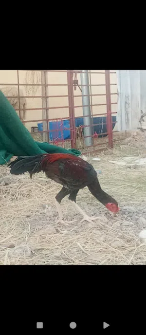 للبيع ديك باكستان
