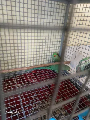 زوج دره الاخضر جاهز للإنتاج صحه ممتاز جدا