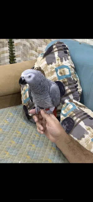 كاسكو  بري ثلجي اليف متكلم للبيع جنح كامل