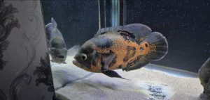 Oscar fish for sale