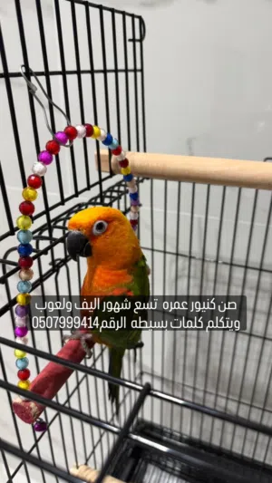 صن كنيور عمره تسع شهور