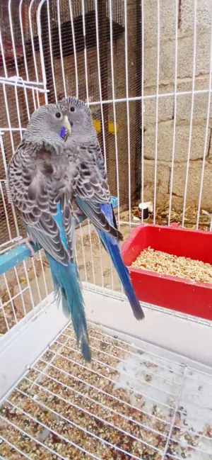 كوبيه بلاك فيس