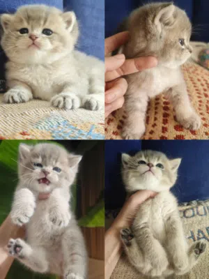 British short AY color Male