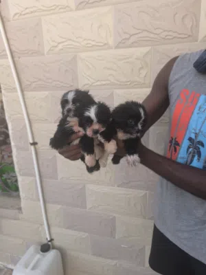 Shihtzu Shihtzu