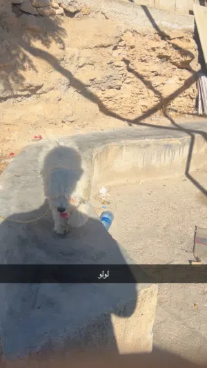 كلب زينة (مالتيز / بيشون) كيوووت ولعوب جداً للبيع