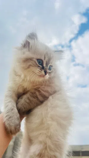 قطط سكوتش مكس بعمر الشهرين