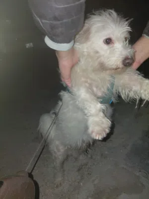 للبيع بسعر مغري  كلاب لعوبه واليفه  كلب عمرو سنتين وكلب تقريبا شهرين من انتاجو  للبيع لعدم تفرغ