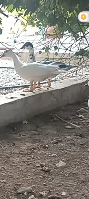 للبيع بط مصري