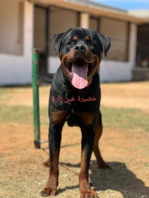 منشور لي الناس يالي ادور في كلب حراسه