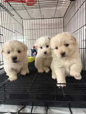 Maltish dog 2 months