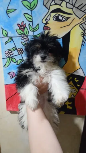 جرو انثى مالتيز عمر 3 شهور