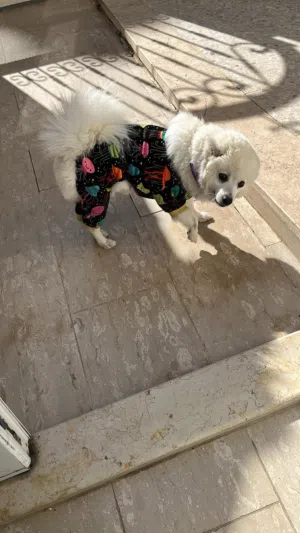 Japanese spitz سبيتس ياباني انثى