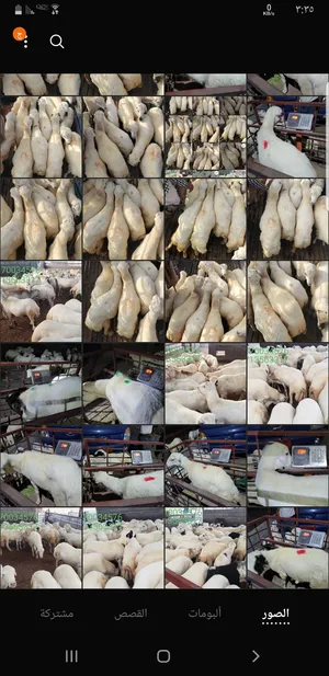 Sheep2