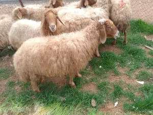 حلال بلدي عقائق ومجنوي ونذر ولحم ومناسبات جميع الأوزان اسعار مناسبه من 90 ل 150 فقط الزرقاء ذبح وتقط