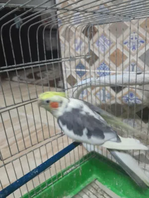 فحل كوكتيل ابو فراخ